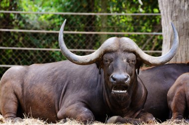 Tehlikeli yaban hayatı erkek buffalo Yang