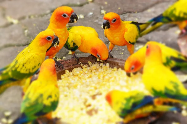 Alimentação Sun Conure papagaio arara — Fotografia de Stock