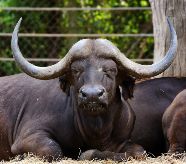 Gevaarlijke dieren in het wild mannelijke buffalo Carabao — Stockfoto