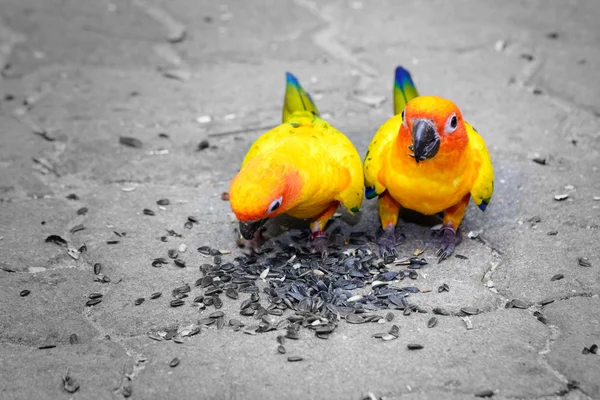 Feeding Sun Conure parrot macaw — Stock Photo, Image