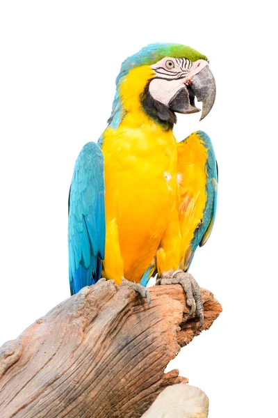 Colorful blue parrot macaw isolated on white background — Stock Photo, Image