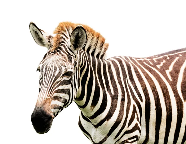 Männliches Zebra isoliert auf weißem Hintergrund — Stockfoto