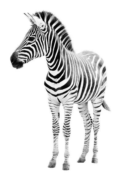 Mannelijke zebra geïsoleerd op witte achtergrond — Stockfoto