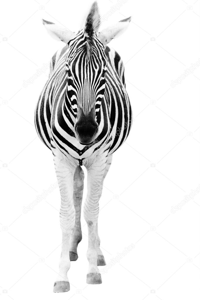 Male zebra isolated on white background