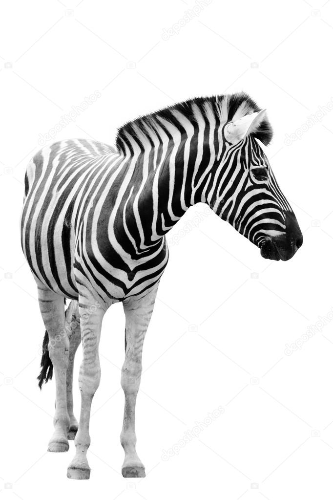 Male zebra isolated on white background