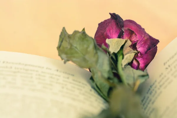 Dry red rose on vintage old book — Stock Photo, Image