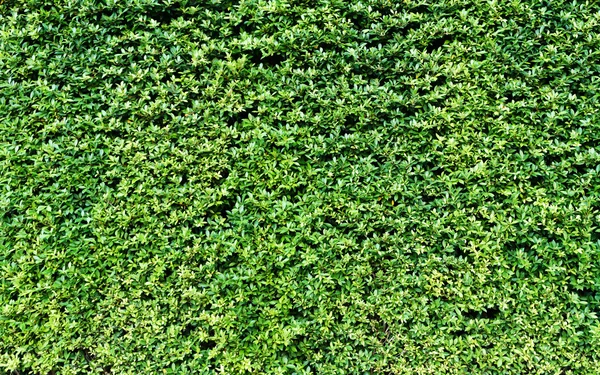 Verde erba parete sfondo texture — Foto Stock