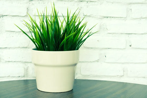 Pot d'herbe sur table et mur de briques blanches — Photo