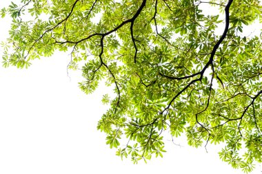 Beyaz arka plan üzerinde ağaç yaprak