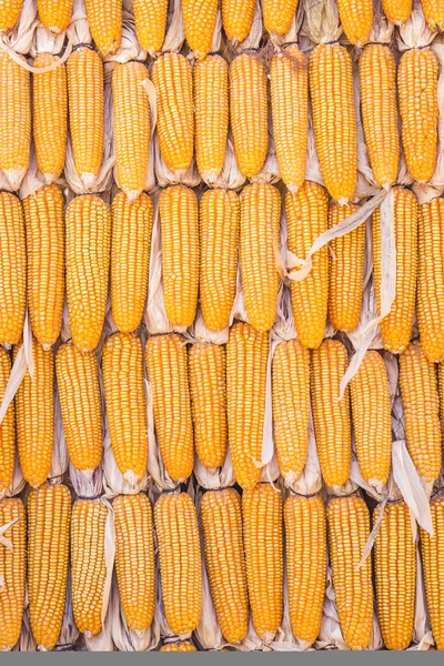 Конструкция кукурузного фона — стоковое фото