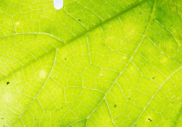 Yaprak yeşil arka plan arka ışık — Stok fotoğraf
