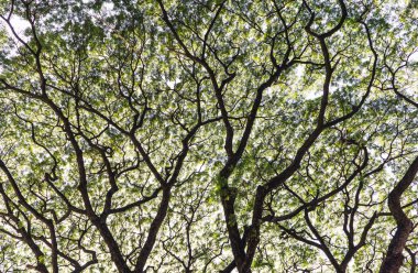 ağaç dalı arka plan