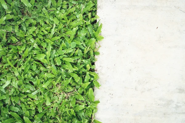 Yeşil çim doku çimento arka plan kopya alanı ile — Stok fotoğraf