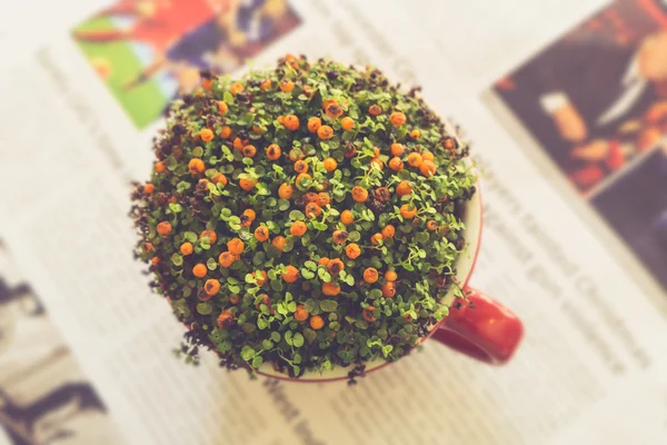 Flor de laranja na xícara na decoração de fundo de papel de notícias — Fotografia de Stock