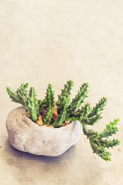 Cactus en pot de pierre avec espace de copie — Photo