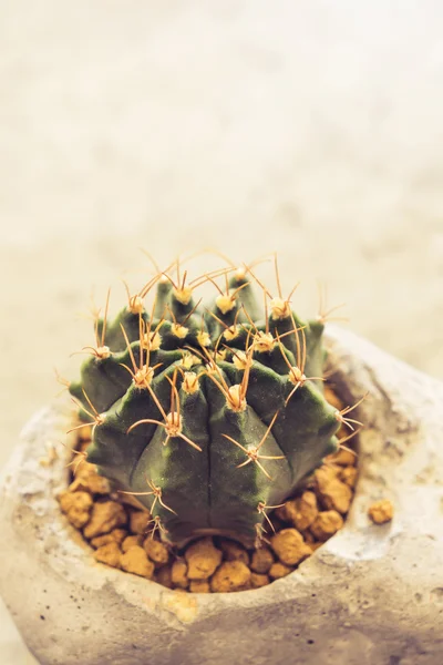 Cactus en maceta de piedra con espacio para copiar —  Fotos de Stock