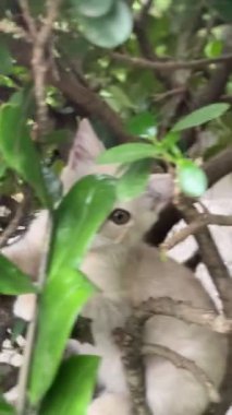 Şirin ve yaramaz bir kedi yavrusu bir ağaca tırmanıyor ve yemyeşil bahçeden dışarı bakıyor.