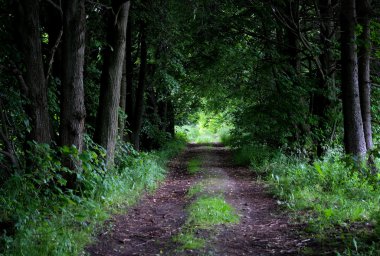 yol
