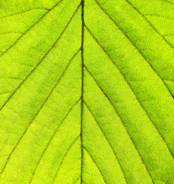 Hoja verde — Foto de Stock