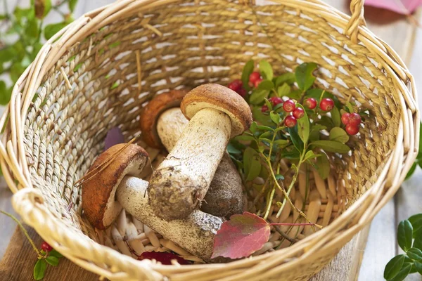 Fresh mushrooms and cranberry in basket — Stock Photo, Image