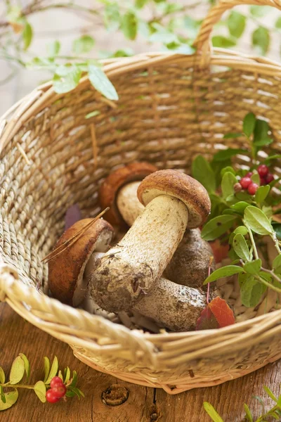 Fresh mushrooms and cranberry in basket — Stock Photo, Image