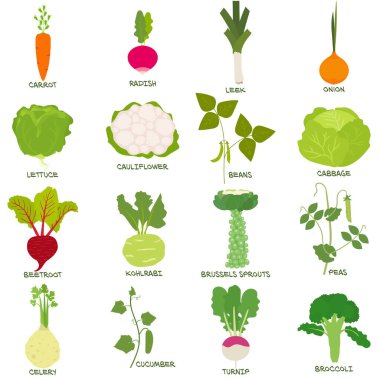 Sebze vektör kümesi, illüstrasyon 