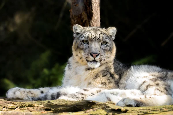 Snow leopard, Irbis Uncia uncia — Stock Fotó