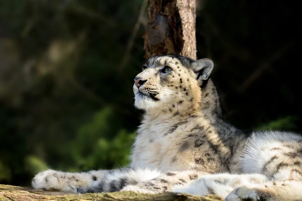 Leopardo de la nieve, Irbis Uncia uncia — Foto de Stock