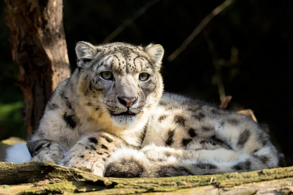 Leopardo de la nieve, Irbis Uncia uncia — Foto de Stock