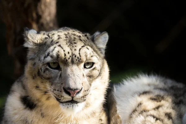 Leopardo de la nieve, Irbis Uncia uncia — Foto de Stock