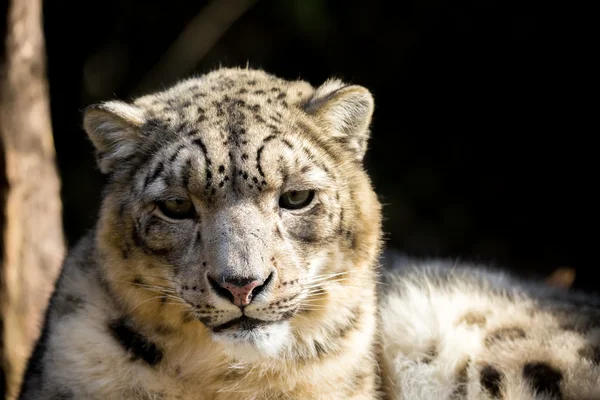 Leopardo da neve, Irbis Uncia uncia — Fotografia de Stock