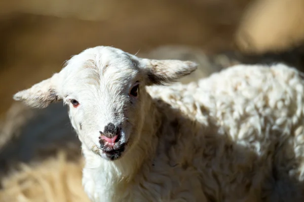 羊羊在农村农场 — 图库照片