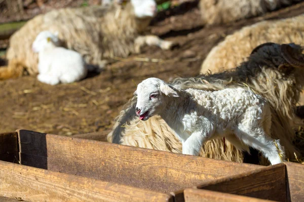 羊羊在农村农场 — 图库照片
