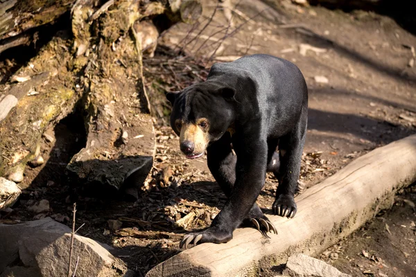 Oso sol también conocido como oso malayo — Foto de Stock