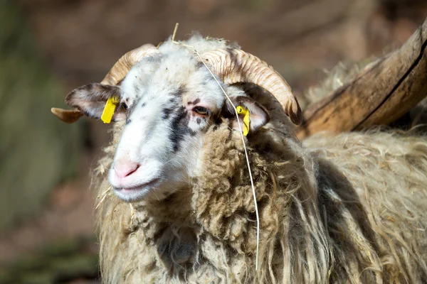 Montone o costipatore, maschio di pecora — Foto Stock