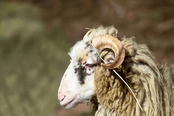 Ram または突き棒、羊の男性 — ストック写真
