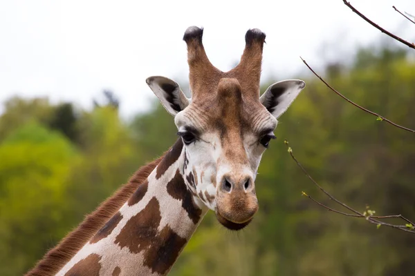 Zblízka portrétní žirafa — Stock fotografie