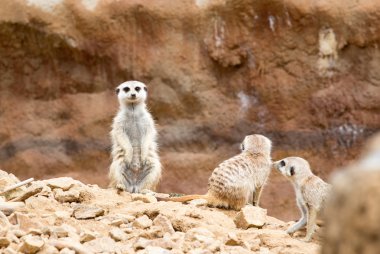 meerkat veya suricate