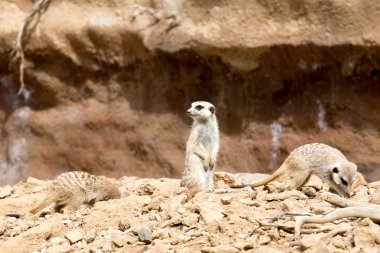 meerkat veya suricate
