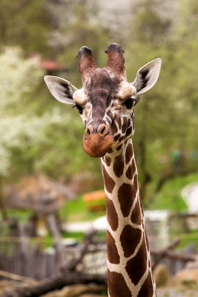 Close-up van Giraffe portret — Stockfoto