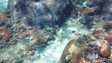 Hint Okyanusu, Endonezya dalış