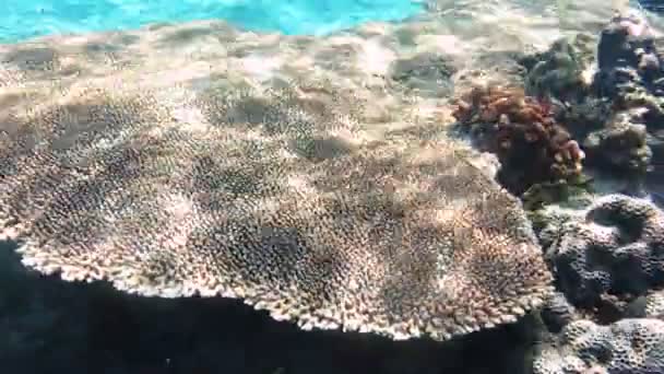 Diving in indian ocean, Indonesia — Stock Video