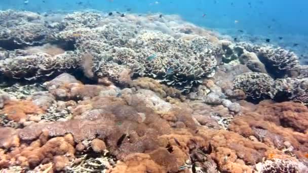 Buceo en el océano Índico, Indonesia — Vídeo de stock