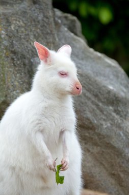 Kızıl enseli Wallaby closeup beyaz albino kadın
