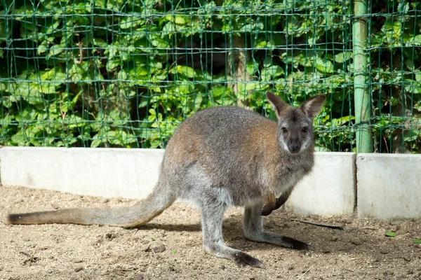 Cascalho Wallaby de pescoço vermelho — Fotografia de Stock