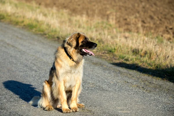 Чистокровный леонбергский пес на улице — стоковое фото