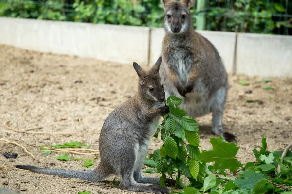 Wallaby de cuello rojo bebé pastando — Foto de Stock