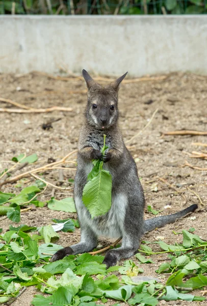 Wallaby de cuello rojo bebé pastando — Foto de Stock