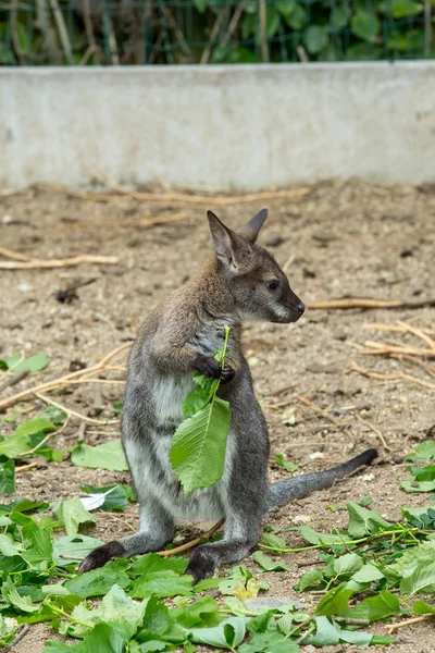 Wallaby de cuello rojo bebé pastando — Foto de Stock