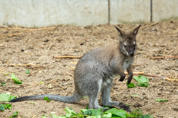 Wallaby de cuello rojo bebé pastando — Foto de Stock